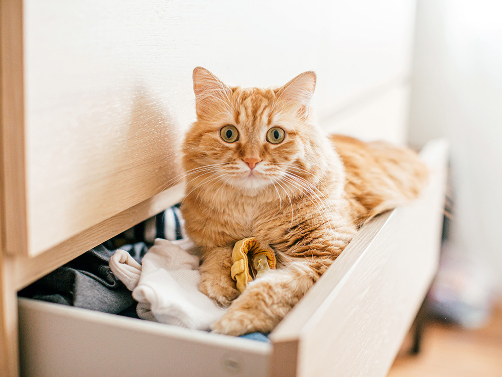 Why Does Your Cat Lay on Your Clothes? What Makes Them Do It · Kinship