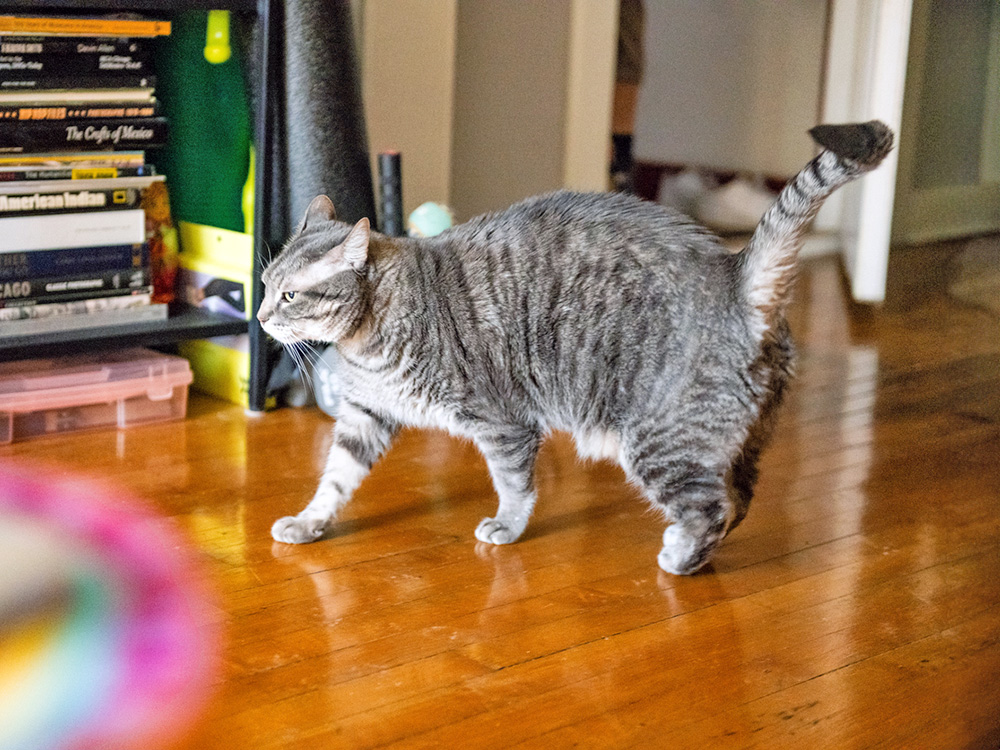 Why Does Your Cat Run Sideways? 6 Reasons Why · Kinship
