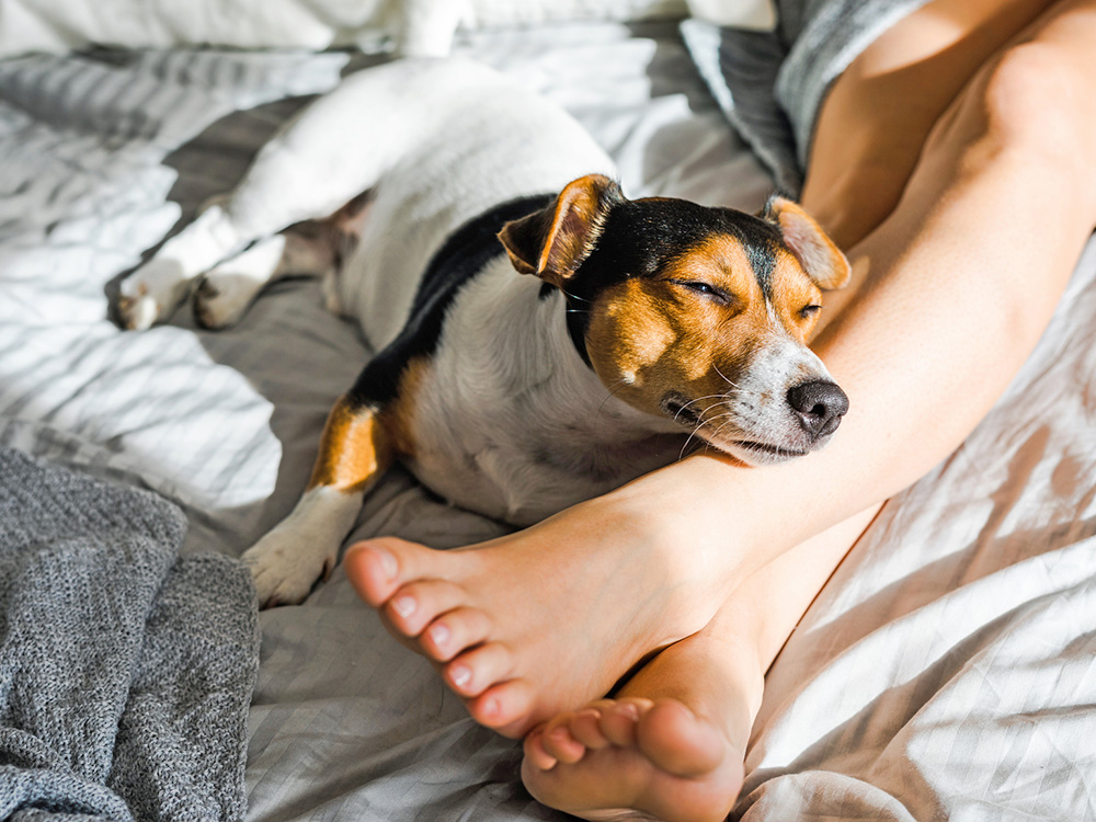 Why Does Your Dog Lick Your Legs After You Shower or Moisturize? · Kinship