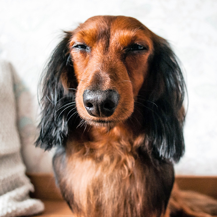 Why Does Your Dog Squint at You? Learn What This Means · Kinship
