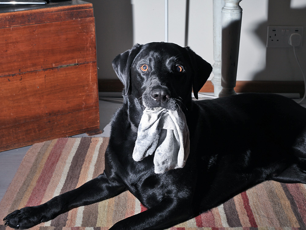 Why Does Your Dog Steal Your Socks? Reasons They Do It · Kinship