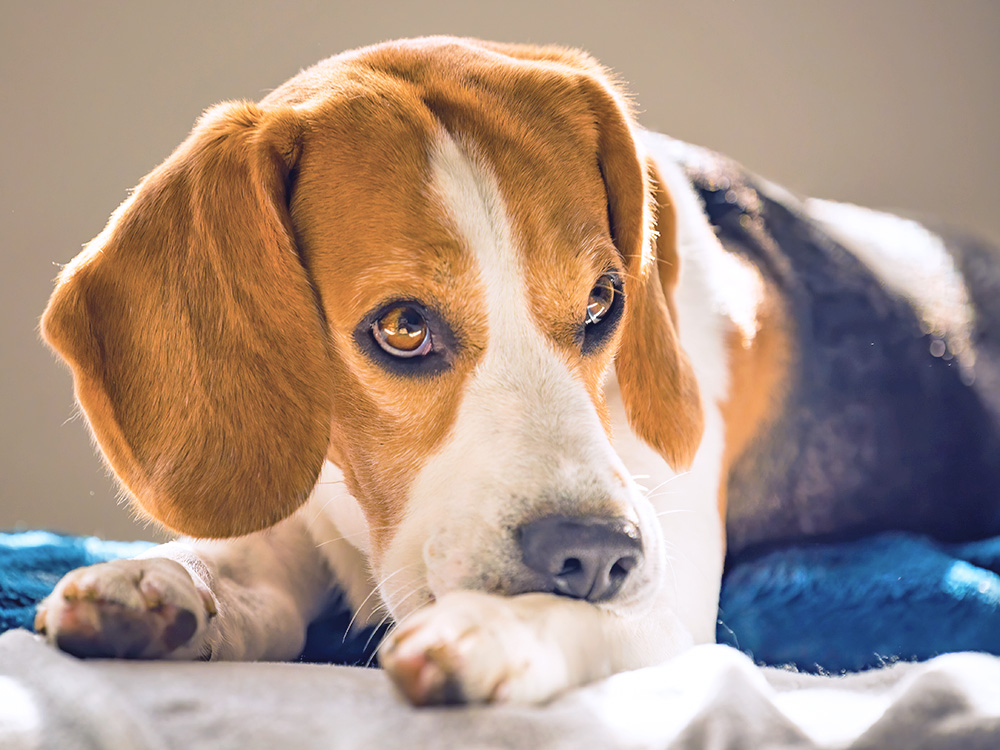 Why Is My Dog Constantly Scratching, Itching, and Biting? Solutions to Try · Kinship