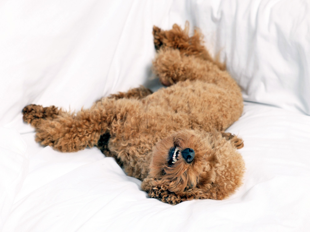 Why Is Your Dog Barking in Their Sleep? What to Know · Kinship