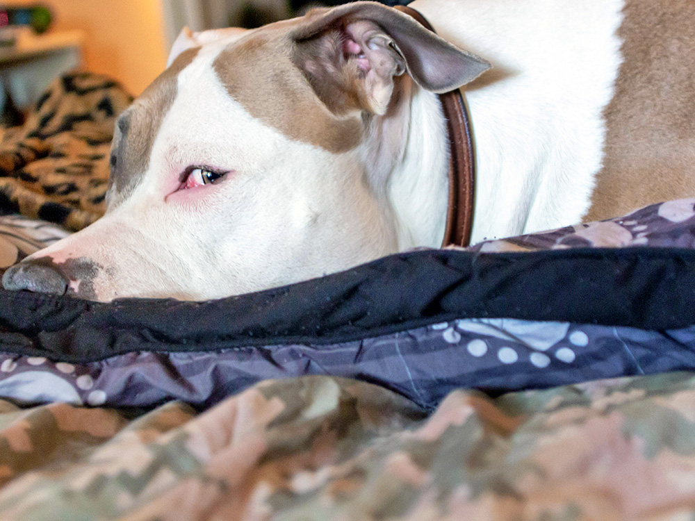 Why Is Your Dog Side-Eyeing You? Learn What This Means · Kinship