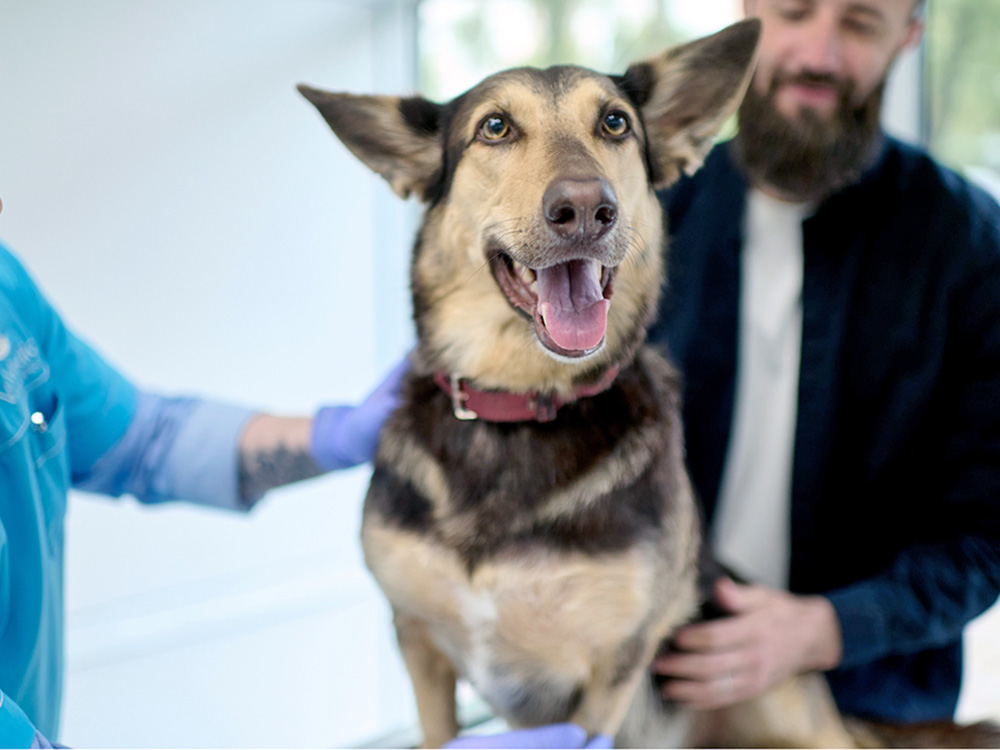 Your Dog or Cat Can Help Save Other Pet’s Lives by Donating Blood at BluePearl Pet Hospital · Kinship