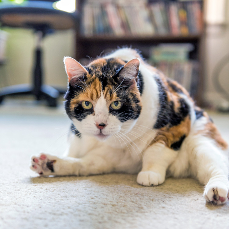 10 Things You Should Know About Your Cat’s Anal Glands · Kinship