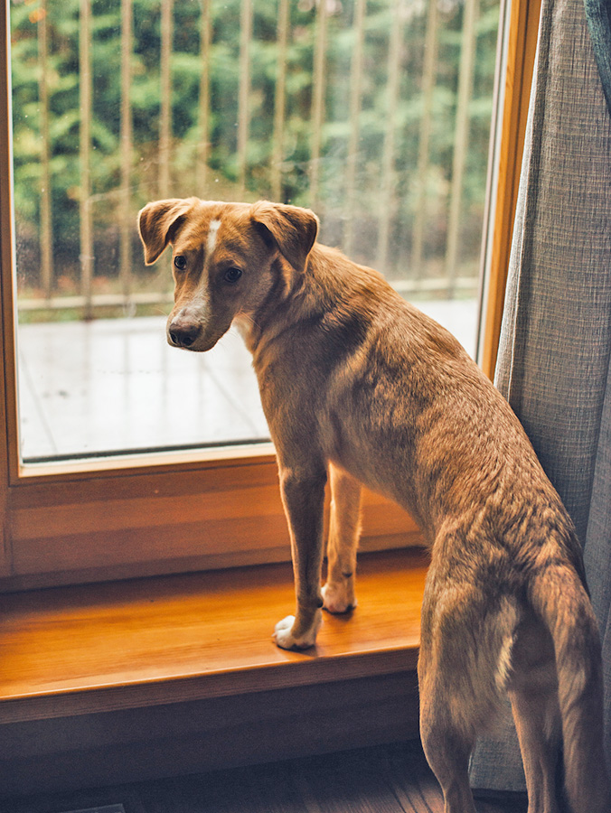 6 Lies You’ve Been Told About Your Dog’s Separation Anxiety · Kinship