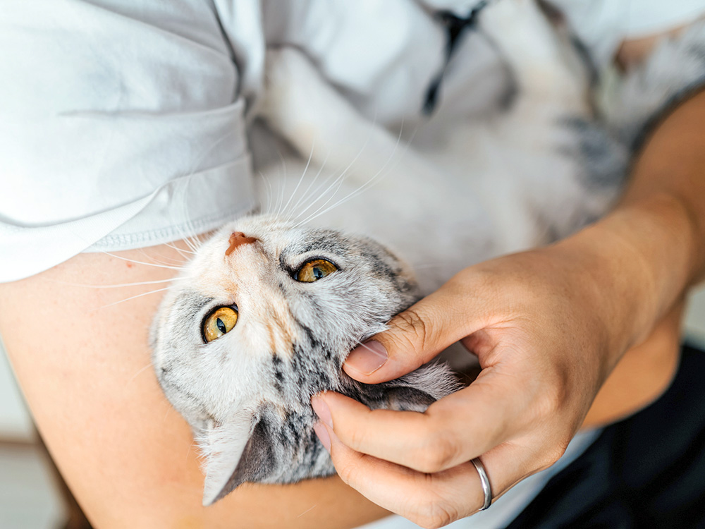 Does My Cat Have Irritable Bowel Syndrome (IBS)? · Kinship