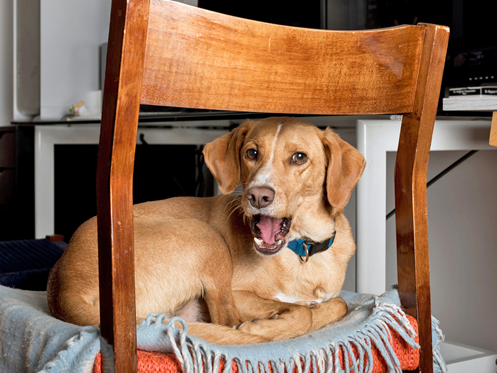 How to Sooth Your Dog’s Cough · Kinship