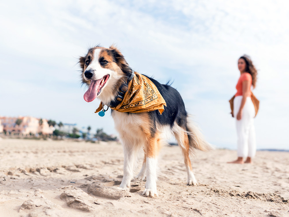 The 10 Best Dog-Friendly Hidden Gem Beaches in America · Kinship