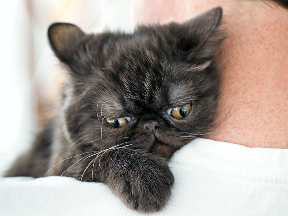 Why Is My Cat Vomiting Yellow Liquid? Find Out · Kinship