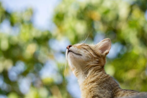 Beyond Sit: Unleashing Canine Potential Through Focused Obedience