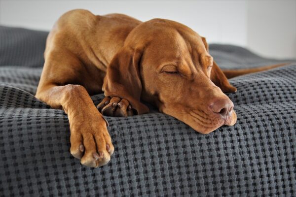 Beyond Bandages: Canine CPR And Feline Fractures