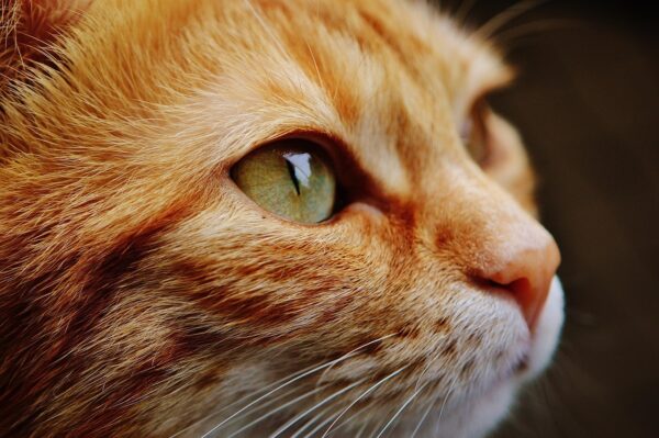 Pawsports Ready: Decoding Global Pet Travel In Style