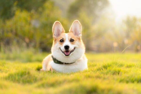 Silent Dangers: Keeping Pets Safe From Household Toxins