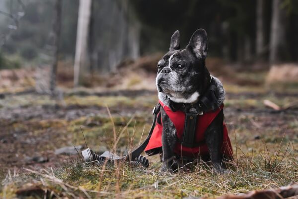 Unleashing Joy: Games, Gadgets, And Pet Enrichment