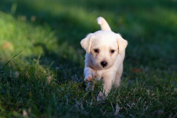 Potty Training SOS: Decode Breed & Environment