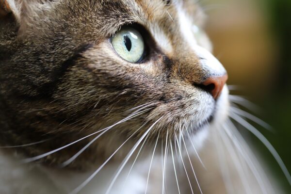 Second Chances, Furry Hearts: Adoption Tales That Inspire