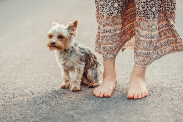 Beyond The Bowl: Optimizing Pet Hydration Strategies