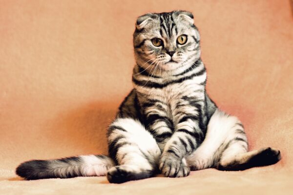 Decoding Disaster: Pet First-Aid For Urban Dangers