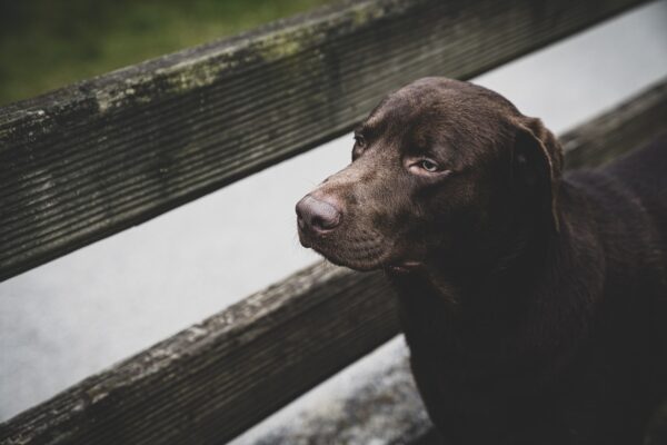 Beyond The Bowl: Rethinking Pet Hydration Strategies