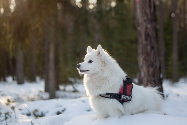 Beyond Walks: Unleashing Enrichment Through Pet Exercise
