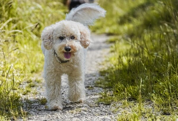 Beyond Breeds: Decoding Pet Lifespans Hidden Factors