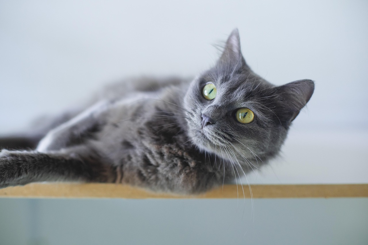 Beyond Kibble: Targeted Pet Supplementation Strategies
