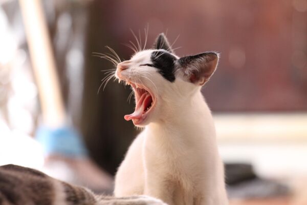 Clicker Training: Unlocking Complex Behaviors With Precision